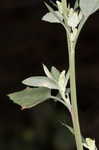 Lambsquarters